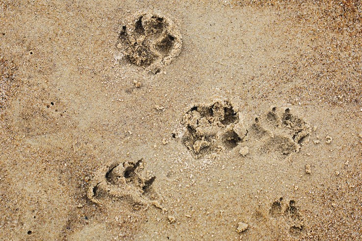 Paw Prints in the Sand