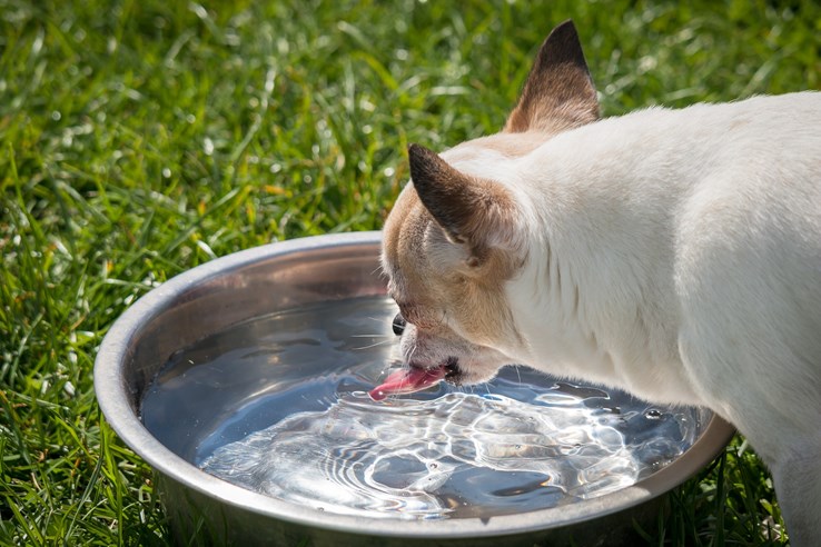 Keep your pet well hydrated while travelling