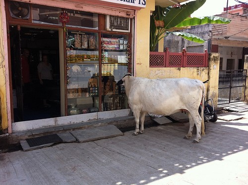 Cow on the street