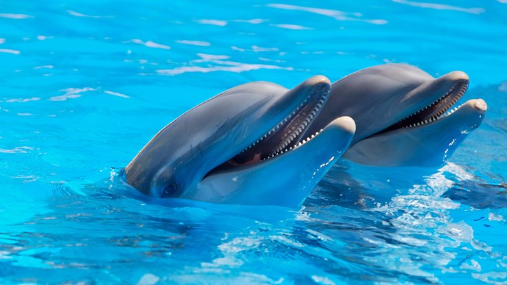 Dolphins in Orlando