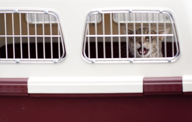 Get the right size pet carrier